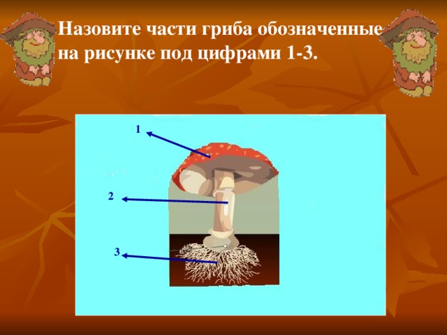 Назовите части гриба обозначенные на рисунке под цифрами 1-3. 1 2 3 