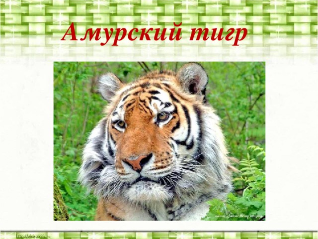 Амурский тигр красная книга 2 класс