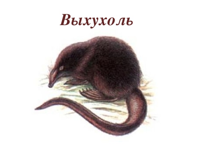 Рисунок русской выхухоли