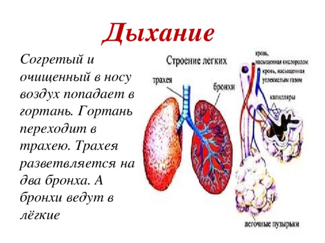 Дыхание и кровообращение 3 класс