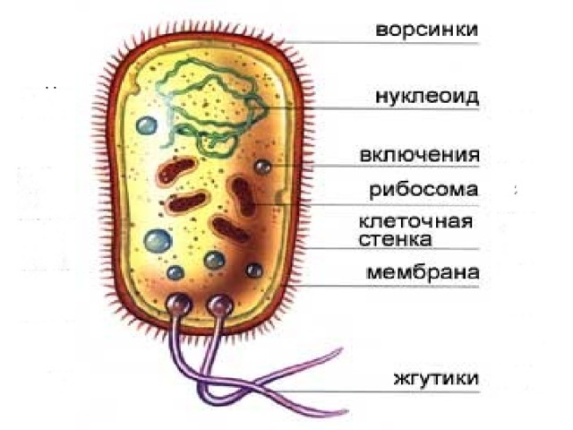 Рисунок строение клетки бактерий