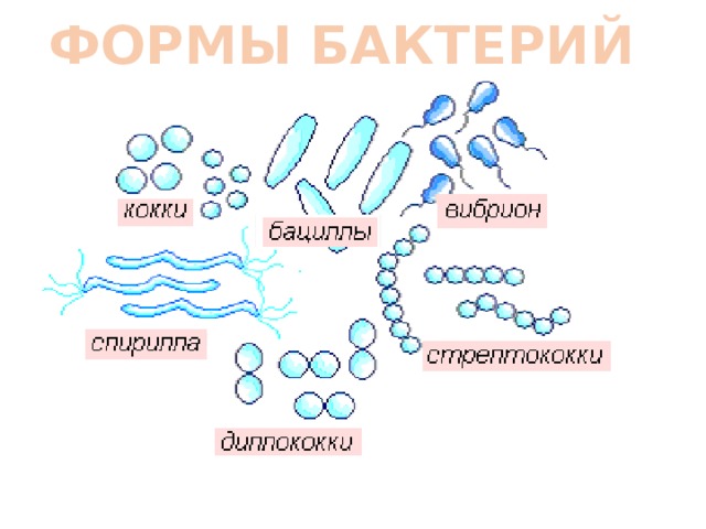 Схема формы бактерий