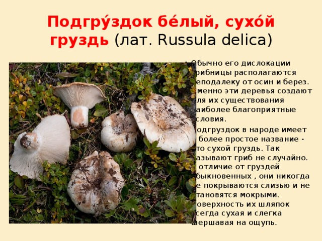 Подгру́здок бе́лый, сухо́й груздь (лат. Russula delica) Обычно его дислокации грибницы располагаются неподалеку от осин и берез. Именно эти деревья создают для их существования наиболее благоприятные условия. Подгруздок в народе имеет и более простое название - это сухой груздь. Так называют гриб не случайно. В отличие от груздей обыкновенных , они никогда не покрываются слизью и не становятся мокрыми. Поверхность их шляпок всегда сухая и слегка шершавая на ощупь. 