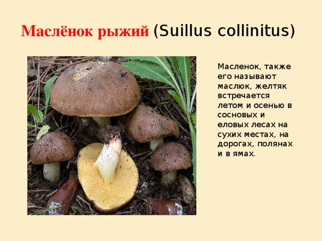 Маслёнок рыжий (Suillus collinitus)  Масленок, также его называют маслюк, желтяк встречается летом и осенью в сосновых и еловых лесах на сухих местах, на дорогах, полянах и в ямах.  