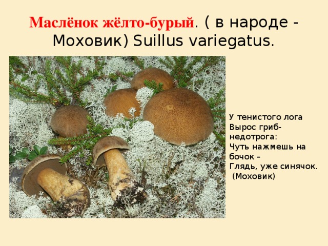 Маслёнок жёлто-бурый . ( в народе - Моховик) Suillus variegatus. У тенистого лога  Вырос гриб-недотрога:  Чуть нажмешь на бочок –  Глядь, уже синячок.  (Моховик)    