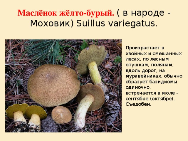 Маслёнок жёлто-бурый. ( в народе - Моховик) Suillus variegatus. Произрастает в хвойных и смешанных лесах, по лесным опушкам, полянам, вдоль дорог, на муравейниках, обычно образует базидиомы одиночно, встречается в июле - сентябре (октябре). Съедобен. 