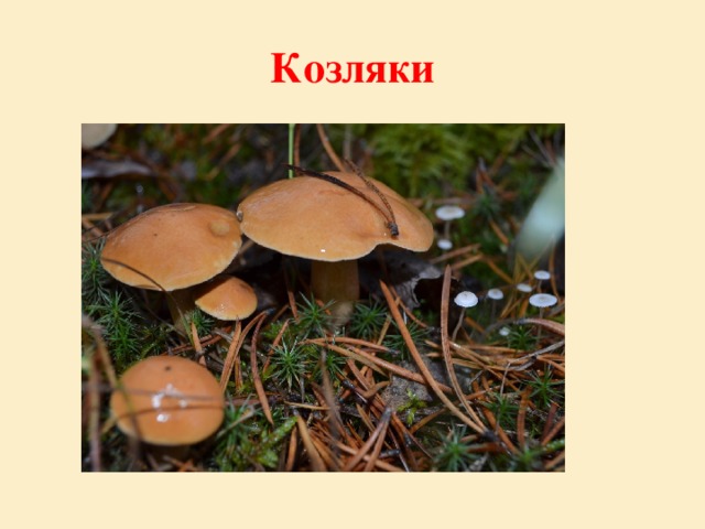 Козляки 