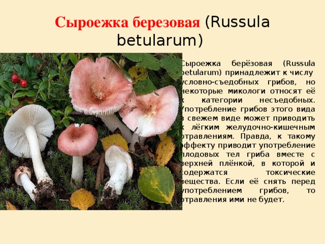 Сыроежка березовая (Russula betularum)  Сыроежка берёзовая (Russula betularum) принадлежит к числу  условно-съедобных грибов, но некоторые микологи относят её к категории несъедобных. Употребление грибов этого вида в свежем виде может приводить к лёгким желудочно-кишечным отравлениям. Правда, к такому эффекту приводит употребление плодовых тел гриба вместе с верхней плёнкой, в которой и содержатся токсические вещества. Если её снять перед употреблением грибов, то отравления ими не будет. 