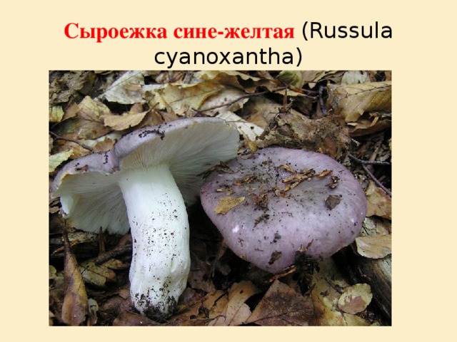 Сыроежка сине-желтая (Russula cyanoxantha) 