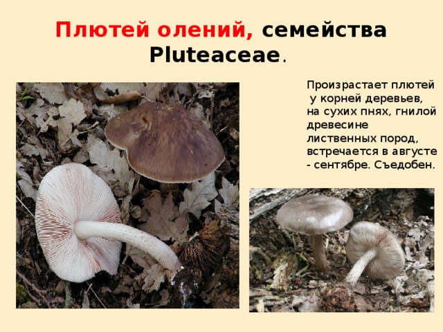 Плютей олений, семейства Pluteaceae . Произрастает плютей у корней деревьев, на сухих пнях, гнилой древесине лиственных пород, встречается в августе - сентябре. Съедобен. 