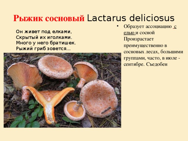 Рыжик сосновый Lactarus deliciosus Образует ассоциацию   с елью и сосной Произрастает преимущественно в сосновых лесах, большими группами, часто, в июле - сентябре. Съедобен . Он живет под елками, Скрытый их иголками. Много у него братишек. Рыжий гриб зовется... 