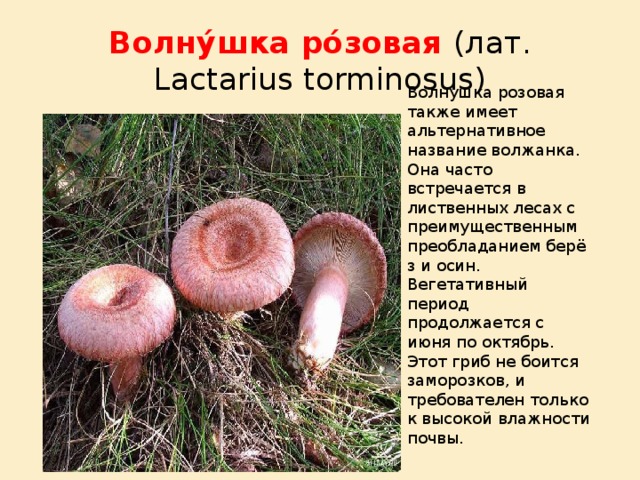 Волну́шка ро́зовая (лат. Lactarius torminosus) Волнушка розовая также имеет альтернативное название волжанка. Она часто встречается в лиственных лесах с преимущественным преобладанием берёз и осин. Вегетативный период продолжается с июня по октябрь. Этот гриб не боится заморозков, и требователен только к высокой влажности почвы. 