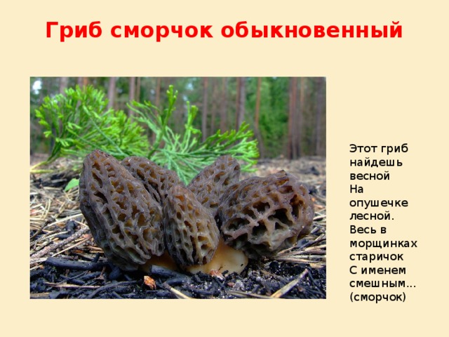 Гриб сморчок обыкновенный   Этот гриб найдешь весной На опушечке лесной. Весь в морщинках старичок С именем смешным... (сморчок) 