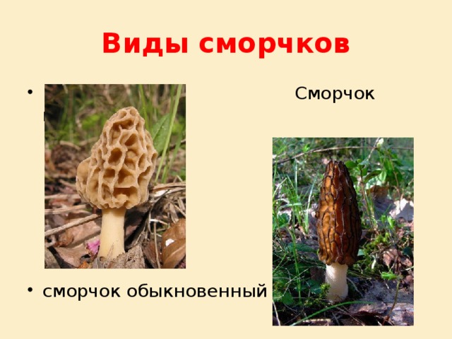 Ложный сморчок фото и описание