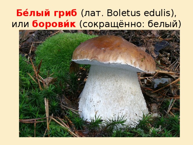 Бе́лый гриб (лат. Boletus edulis), или борови́к  (сокращённо: белый) 