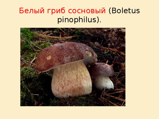 Белый гриб сосновый (Boletus pinophilus). 