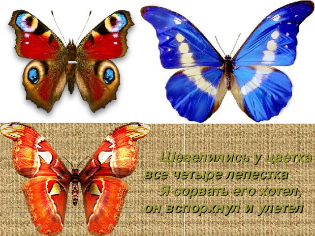 Шевелились у цветка все четыре лепестка Я сорвать его хотел, он вспорхнул и улетел  
