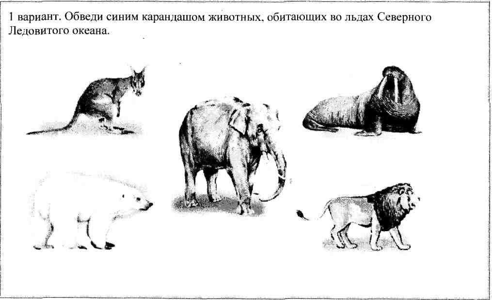 Обведи лишний рисунок в каждом ряду окружающий мир 1 класс белые медведи