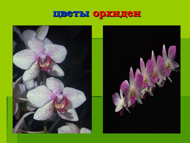 цветы орхидеи 