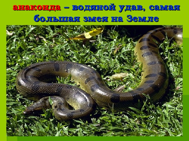 анаконда – водяной удав, самая большая змея на Земле 