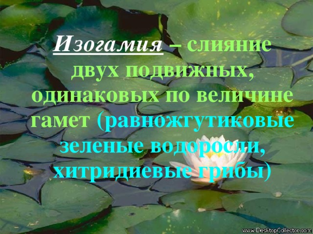  Изогамия – слияние двух подвижных, одинаковых по величине гамет (равножгутиковые зеленые водоросли, хитридиевые грибы) 