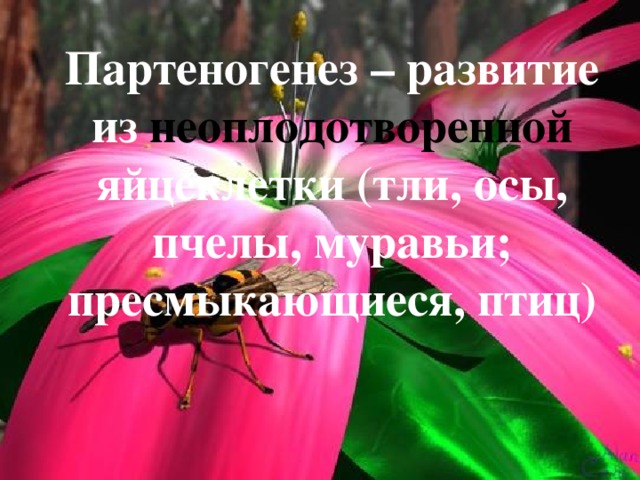  Партеногенез – развитие из неоплодотворенной яйцеклетки (тли, осы, пчелы, муравьи; пресмыкающиеся, птиц) 