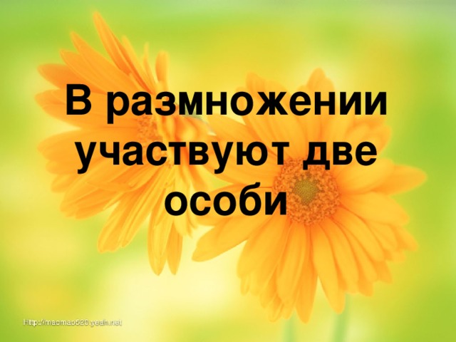 В размножении участвуют две особи   