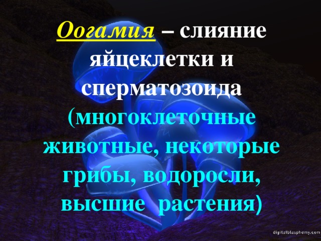 Оогамия – слияние яйцеклетки и сперматозоида (многоклеточные животные, некоторые грибы, водоросли, высшие растения ) 