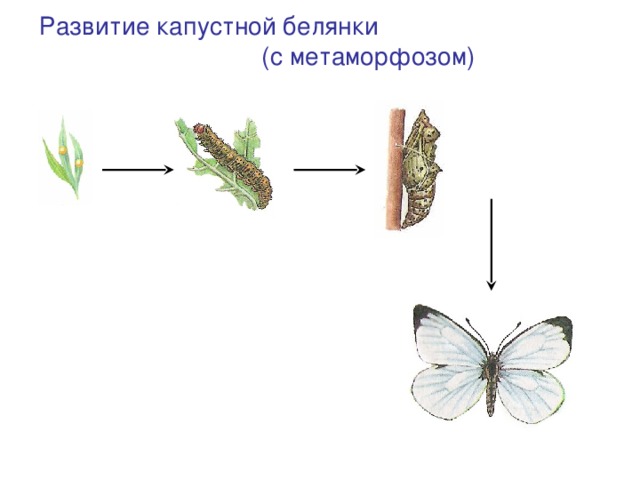 Развитие капустной белянки (с метаморфозом) Куколка Яйцо Гусеница (личинка) Взрослое насекомое (имаго) 