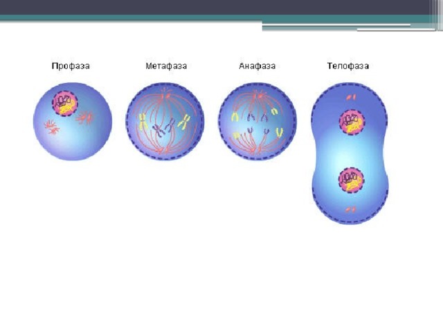 Профаза метафаза анафаза телофаза