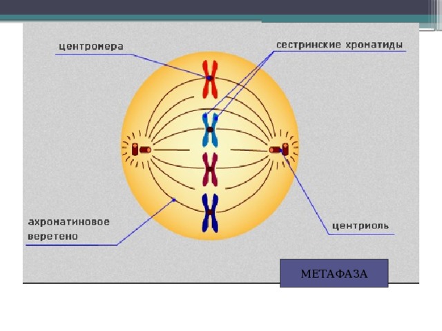 Веретено деления клетки. Процесс метафазы в клетке. Схема строения веретена деления в метафазе. Метафаза из чего состоит.