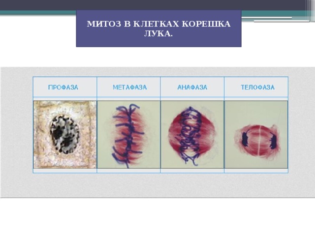 Рисунок митоз в клетках корешка лука