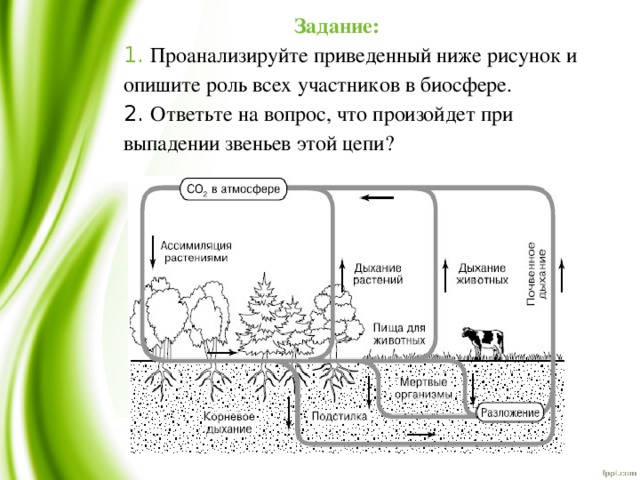 Задания по теме биосфера. Опишите роль всех участников в биосфере.. Роль растений в биосфере. Задачи биосферы. Роль живых организмов в биосфере практическая.