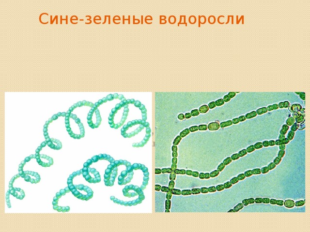 Сине зеленые водоросли рисунок