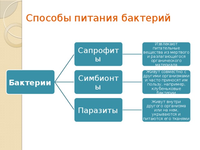 Схема бактерии по способу питания