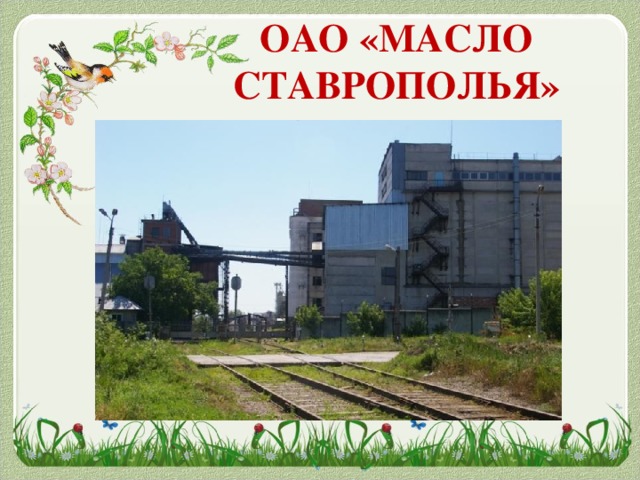 ОАО «МАСЛО СТАВРОПОЛЬЯ»