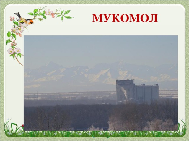 МУКОМОЛ