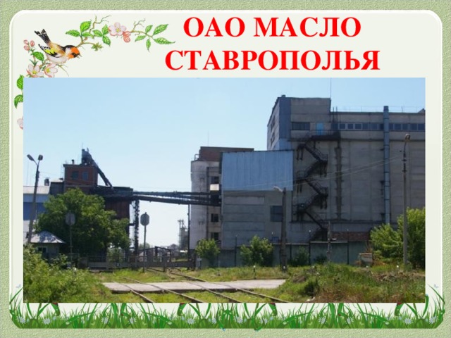 Директор мэз лиски фото