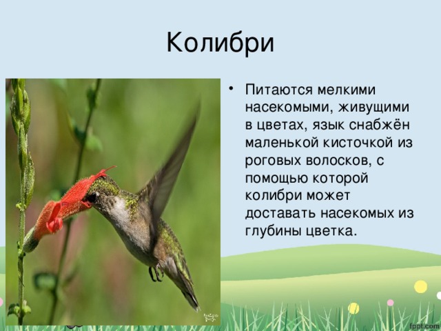 Чем питаются животные 5 класс. Смотреть фото Чем питаются животные 5 класс. Смотреть картинку Чем питаются животные 5 класс. Картинка про Чем питаются животные 5 класс. Фото Чем питаются животные 5 класс