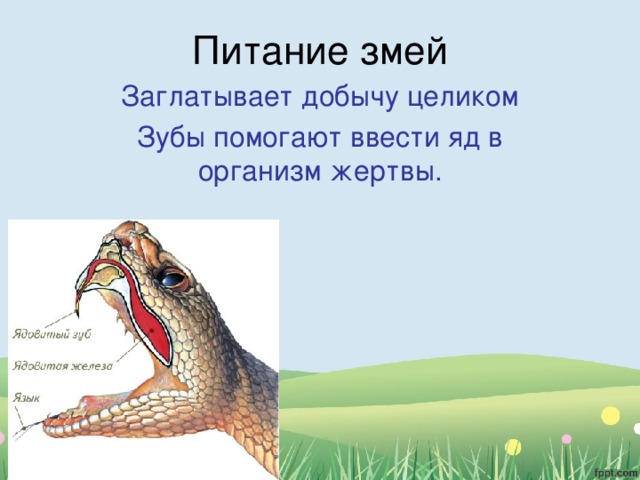 Чем питаются животные 5 класс. Смотреть фото Чем питаются животные 5 класс. Смотреть картинку Чем питаются животные 5 класс. Картинка про Чем питаются животные 5 класс. Фото Чем питаются животные 5 класс