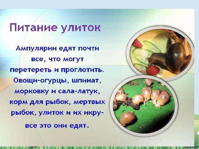 Чем питаются животные 5 класс. Смотреть фото Чем питаются животные 5 класс. Смотреть картинку Чем питаются животные 5 класс. Картинка про Чем питаются животные 5 класс. Фото Чем питаются животные 5 класс