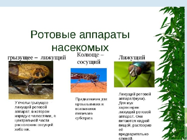 Чем питаются животные 5 класс. Смотреть фото Чем питаются животные 5 класс. Смотреть картинку Чем питаются животные 5 класс. Картинка про Чем питаются животные 5 класс. Фото Чем питаются животные 5 класс