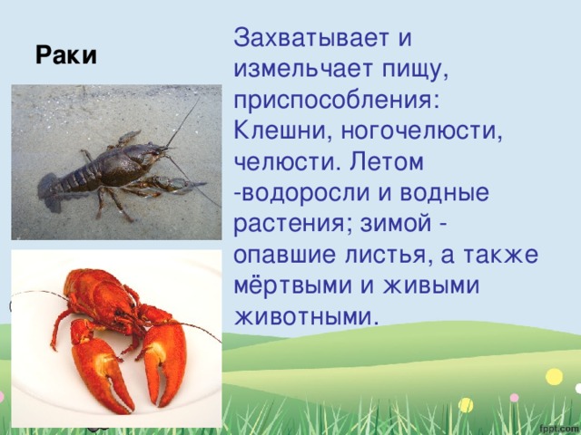 Чем питаются животные 5 класс. Смотреть фото Чем питаются животные 5 класс. Смотреть картинку Чем питаются животные 5 класс. Картинка про Чем питаются животные 5 класс. Фото Чем питаются животные 5 класс