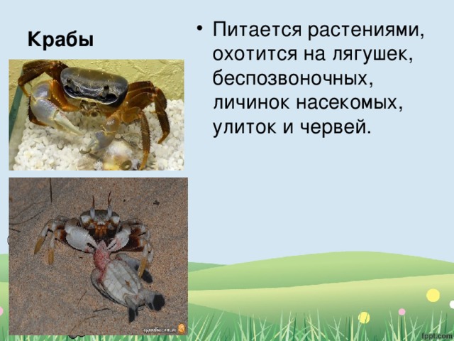 Чем питаются животные 5 класс. Смотреть фото Чем питаются животные 5 класс. Смотреть картинку Чем питаются животные 5 класс. Картинка про Чем питаются животные 5 класс. Фото Чем питаются животные 5 класс