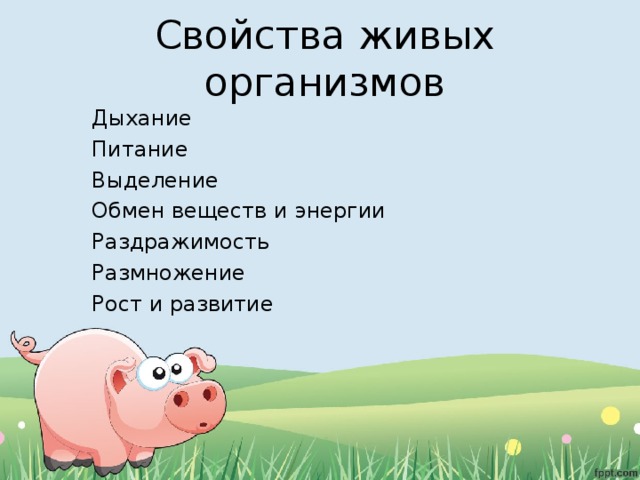 Чем питаются животные 5 класс. Смотреть фото Чем питаются животные 5 класс. Смотреть картинку Чем питаются животные 5 класс. Картинка про Чем питаются животные 5 класс. Фото Чем питаются животные 5 класс