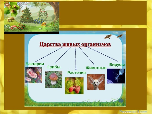 Чем питаются животные 5 класс. Смотреть фото Чем питаются животные 5 класс. Смотреть картинку Чем питаются животные 5 класс. Картинка про Чем питаются животные 5 класс. Фото Чем питаются животные 5 класс