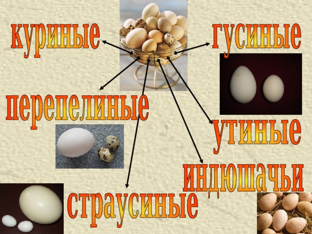 Яйца и яйца продукты презентация