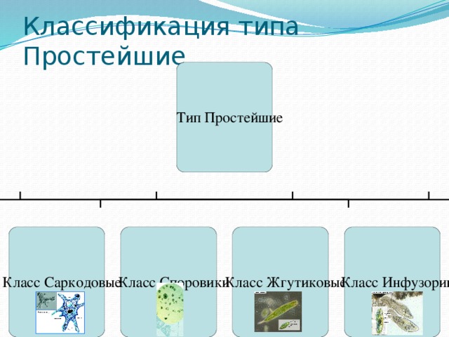 Классификация простейших схема. Классификация простейших 7 класс. Новейшая систематика простейших.