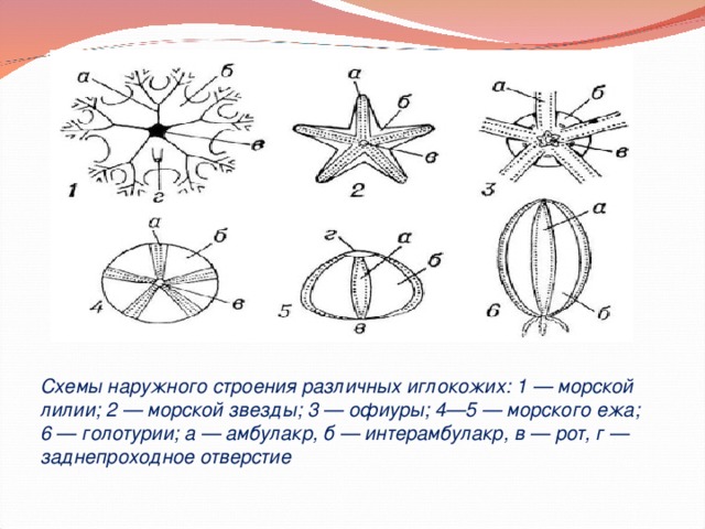 Строение морской. Строение иглокожих морской еж. Морской еж внешнее строение. Строение морского ежа схема. Строение тела морского ежа.