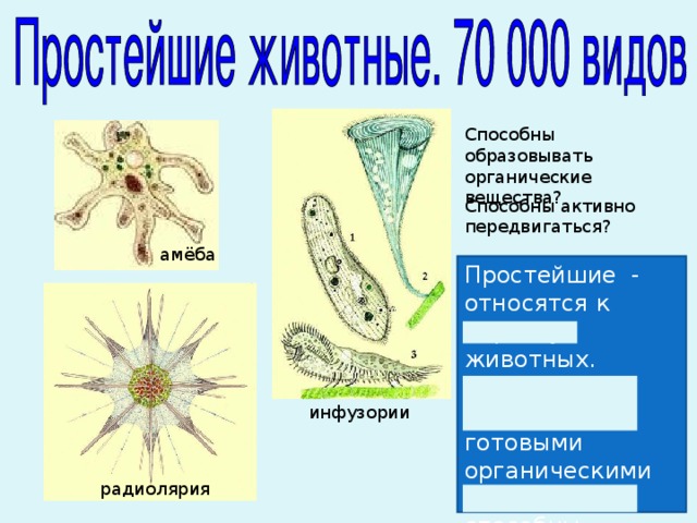 К простейшим относятся